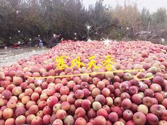 -上海龙吴水胜海发市场