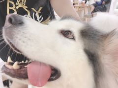 -李小姐の猫咖啡馆(五角场店)