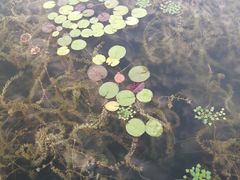 -焦岗湖旅游度假区
