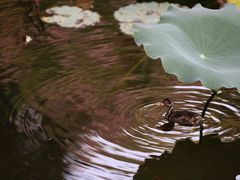 -荔湾湖公园