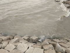 -上海滨江森林公园