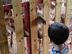 -王借岗森林公园