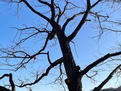 -洛阳白云山景区