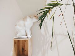 -藏猫猫咖啡主题馆(中央大道店)