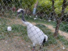 -石家庄市动物园