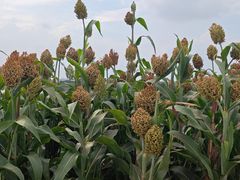 -苗氏新疆大盘鸡