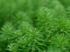 -杭州植物园