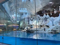 -帝企鹅自助餐厅•儿童岛•真企鹅(长隆企鹅酒店)