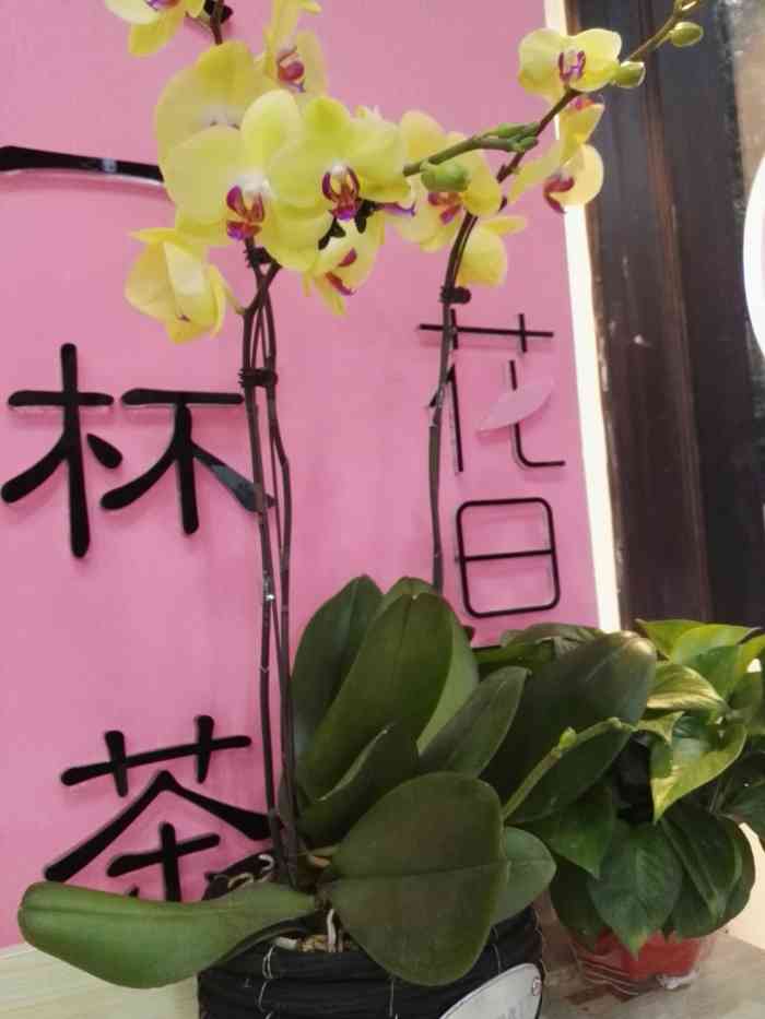 花旦茶(盘龙奥园店)-"奥园广场入口那,挺不错的,包装也挺好看的.