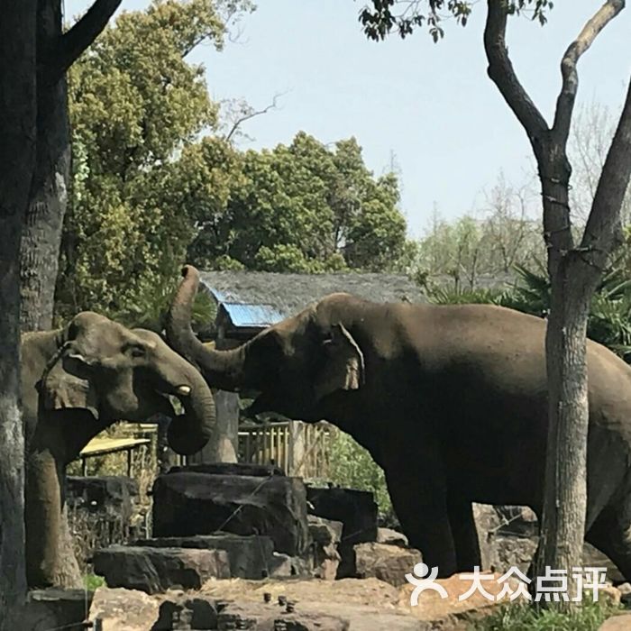 上海动物园非洲狮馆图片