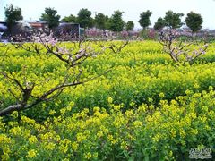 -南汇桃花村