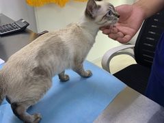 -喜多萌中农锦绣动物医院24H·猫科·牙科MRI·CT