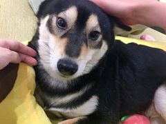 -逗柴咖啡屋·狗咖猫咖宠物桌游