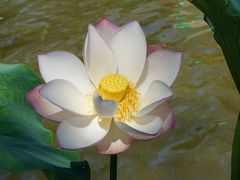 -武清南湖绿博园