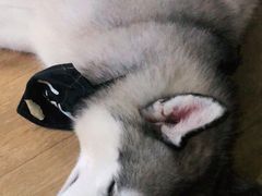 -Husky Go! 哈士奇体验馆·宠物咖啡厅狗咖