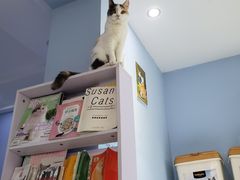 -喵的天空名猫咖啡馆·撸猫·猫舍·用品