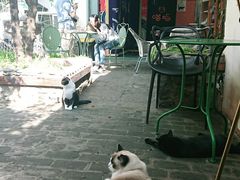 -喵屿·大理花园猫咖