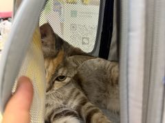 -天宠宠物医院24小时·急重症诊疗中心·全科·腔镜特色(和平分院)