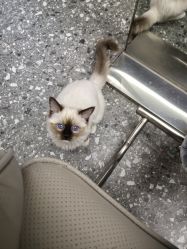 -风生造型