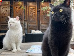 -喵屿·大理花园猫咖