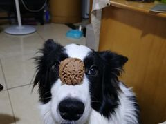 -宠物寄养训练学校