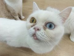 -1013 PET SHOP 宠物商店(近铁城市广场店)