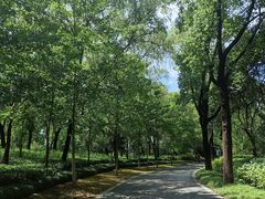 -昆山城市生态森林公园