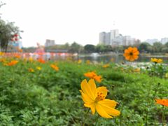 -映月湖公园