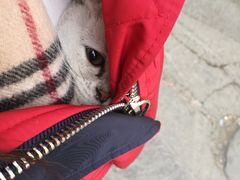 -纳吉亚猫专科动物医院·北北分院
