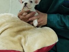 -仁华宠物医院(青羊店)