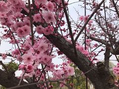 -喜杨洋草莓采摘园