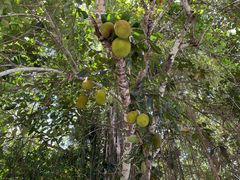 -中国科学院西双版纳热带植物园
