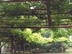 -嘉定紫藤园
