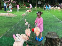 -广州长隆飞鸟乐园