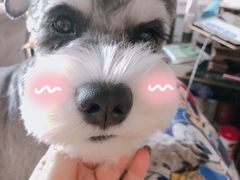 -小尾巴宠物店(万科·金域华庭店)