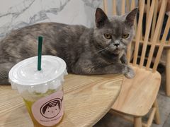 -楼上猫咖(罗湖店)
