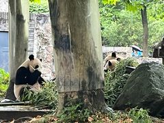 -都江堰中华大熊猫苑