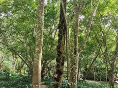 -中国科学院西双版纳热带植物园