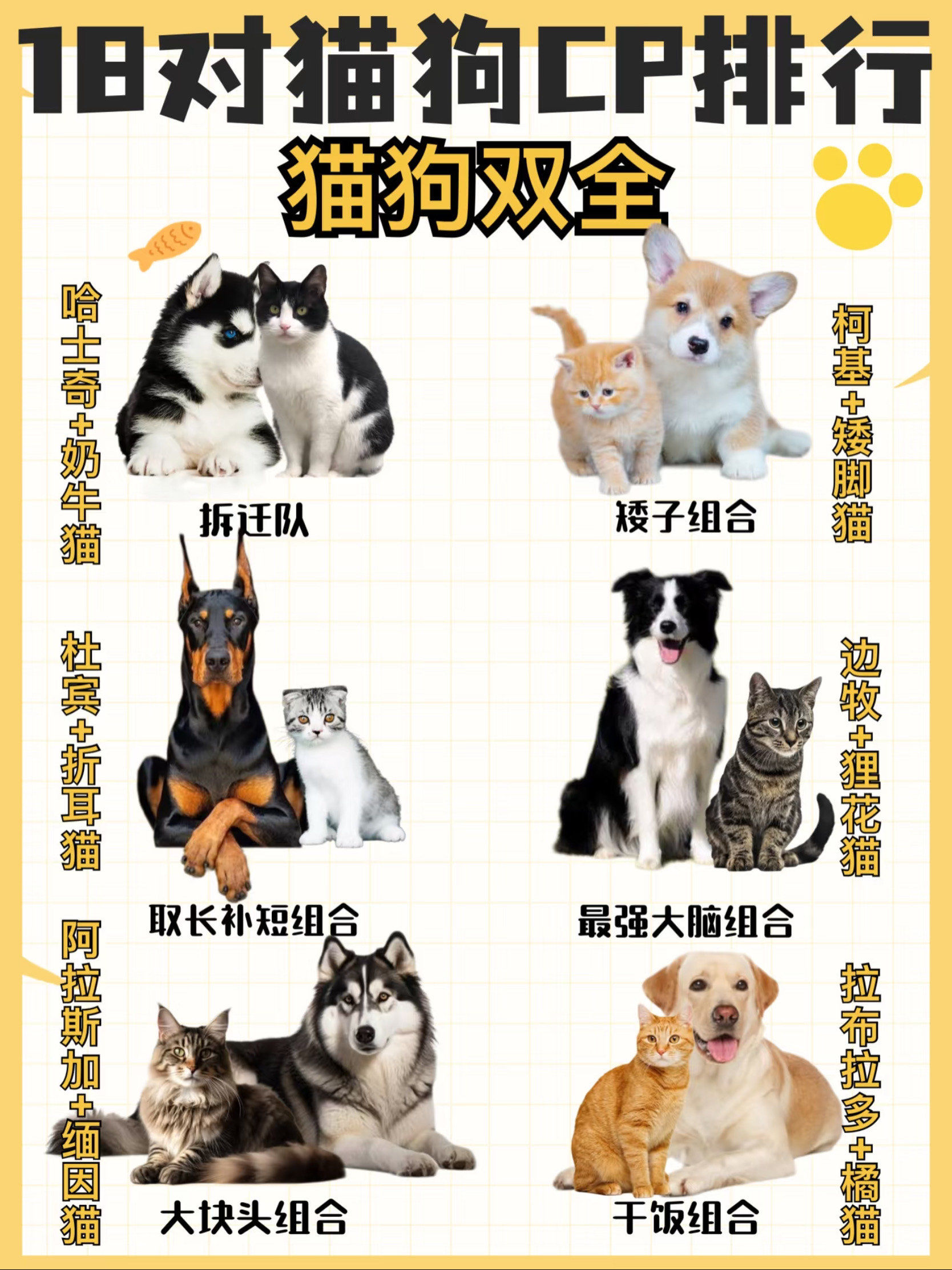 【宠物界的最佳cp】18对猫狗组合