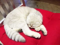 Mikaku-MIKAKU(万达广场上海宝山店)