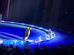 -珠海横琴长隆《卡卡虎奇遇记》