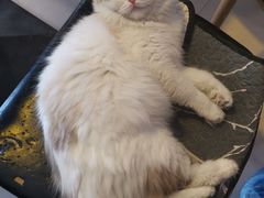 -平行世界·猫咖(首经贸店)