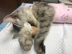 -纳吉亚猫专科动物医院博雅分院