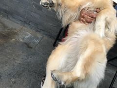 -百好乐宠物友好餐厅(朝外大街店)