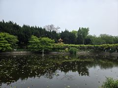-嘉定紫藤园
