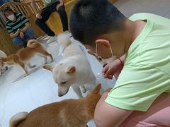 -柴源莊·柴小宠柴犬咖啡