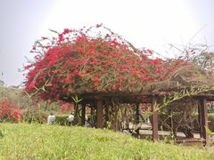 -中国科学院西双版纳热带植物园