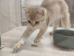 -飞行喵MR PILOT|猫舍·猫咖(静安大融城店)