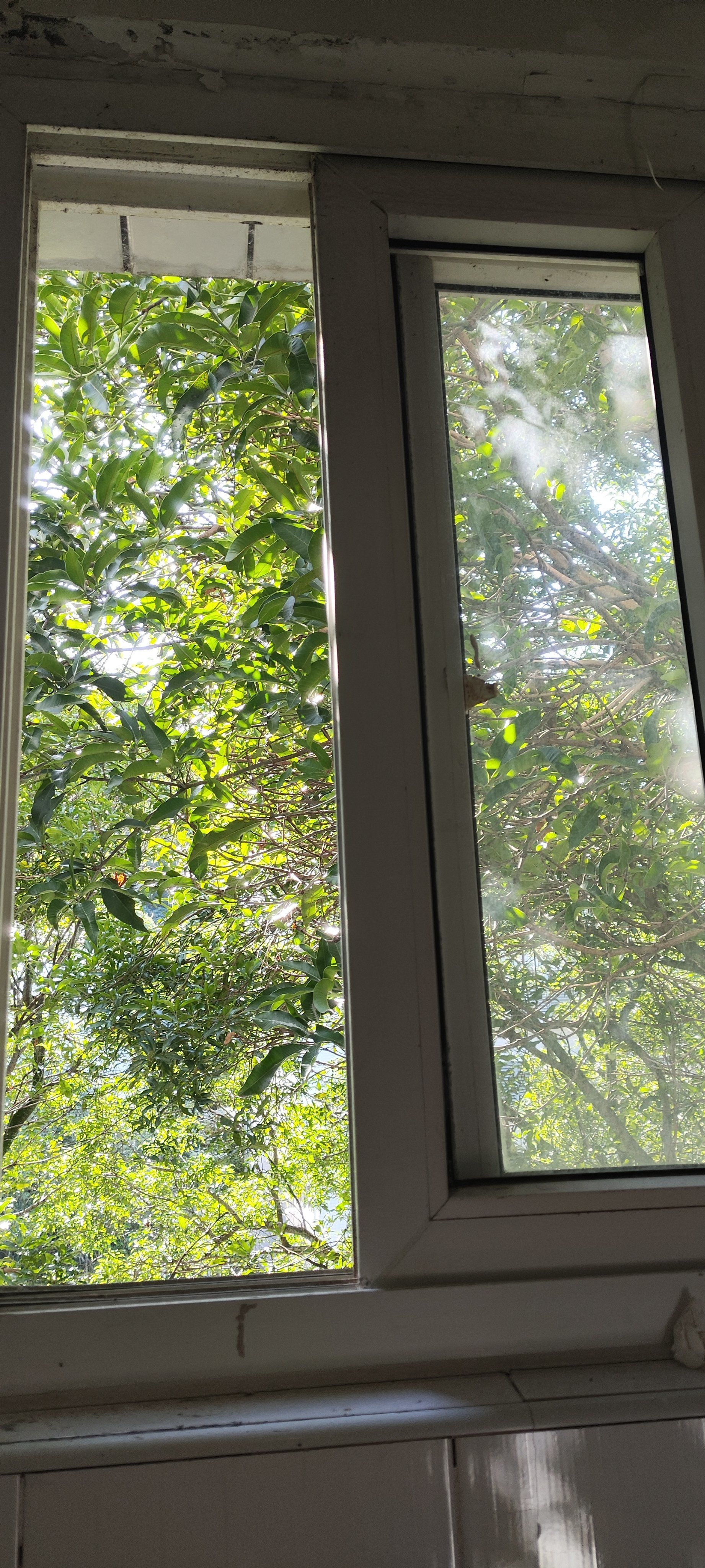 今天的窗外风景特别美