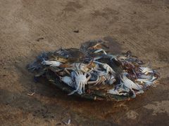 -尼甘布海鲜市场